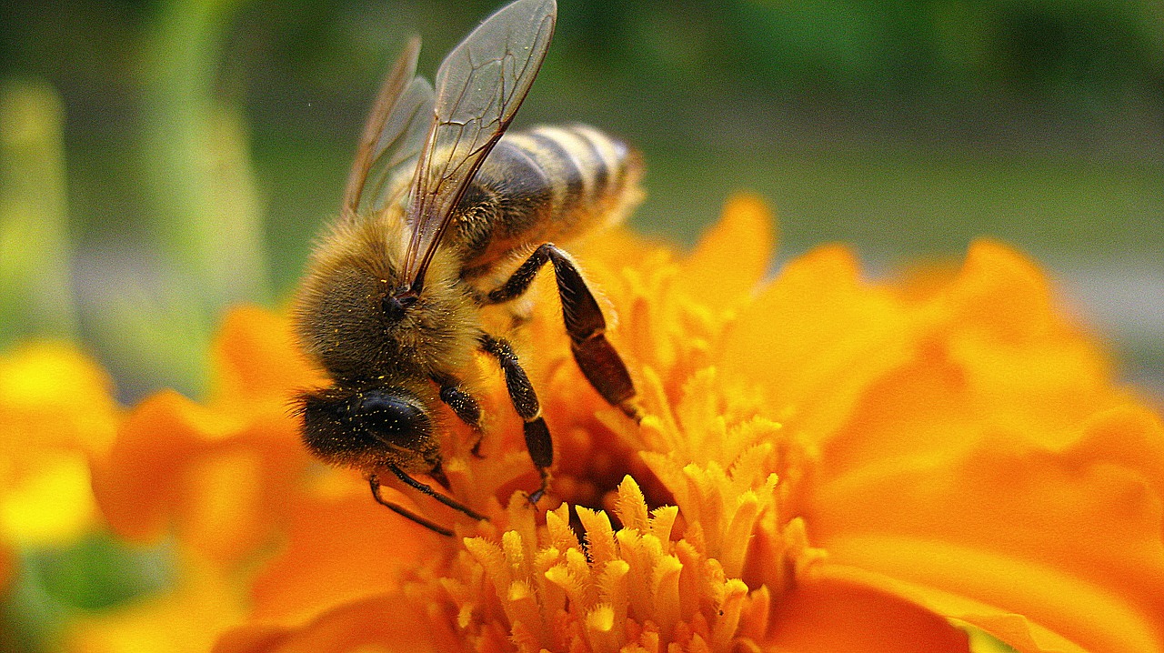 Piosenka o pszczółkach